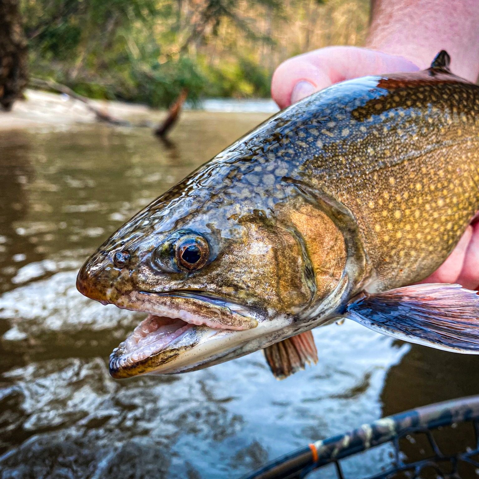 Close-up of a speckled fish being held by a person near a river, fishing rod visible in the background. - Clayton, GA