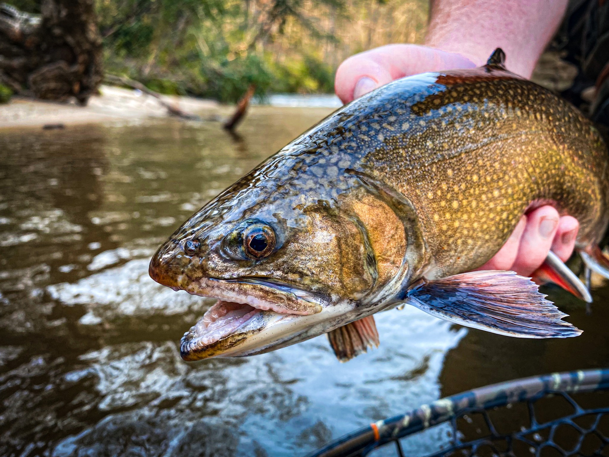 Visit Clayton! - Clayton Merchants & Business Association - Visit Clayton, GA Close-up of a speckled fish being held by a person near a river, fishing rod visible in the background. - Clayton, GA